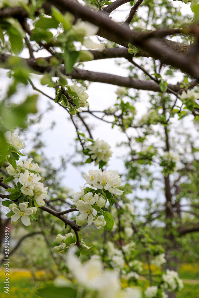 Spring apple blossom background. Fruit tree flowers Spring apple blossom background. Fruit tree flowers