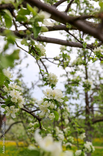 Spring apple blossom background. Fruit tree flowers 