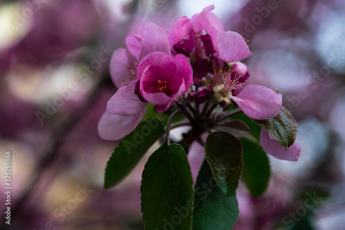 pink flowers on a twig with leaves  spring mood