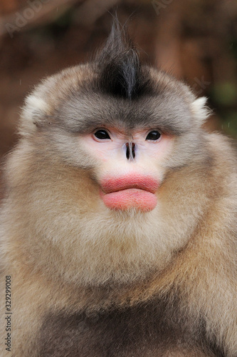 Portrait of Yunnan snub-nosed monkey