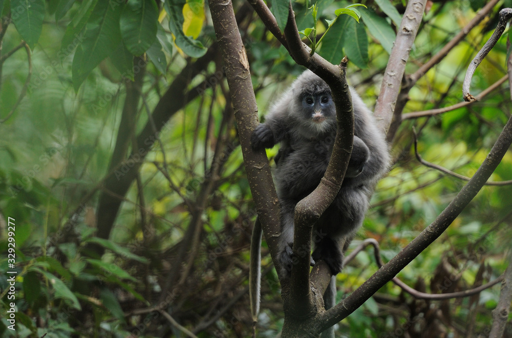 Monkey with baby sitting in tree Monkey with baby sitting in tree