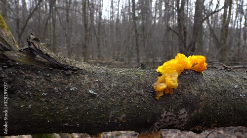 Tremella mesenterica (golden jelly trembler fungus) on a fallen tree at spring. photo
