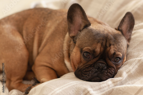 Snout of the sleepy dog (french bulldog) under the blanket on the bed. © Ева-Лидия Гелес