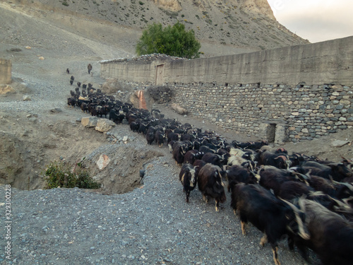 A large flock of black sheep walk down a mountain in the Himalayan village of Kagbeni in Lower Mustang in Nepal.