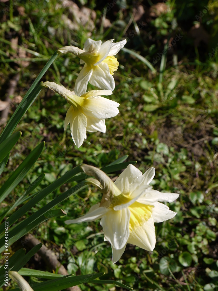 Obraz premium Narzissen