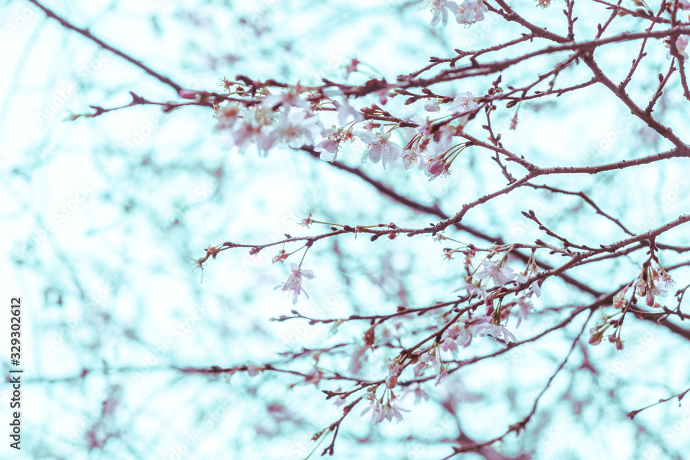 Young Sakura branches with flowers close-up on a spring day, cherry blossoms in Japan Young Sakura branches with flowers close-up on a spring day, cherry blossoms in Japan