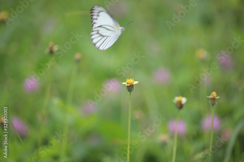 White butterflies play in the meadow on the edge of the village © Sulistianto