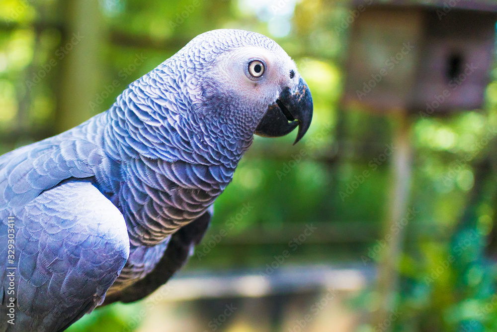 Obraz premium Beautiful African grey or gray big large parrot at the national park or zoo. Cute flying talking pet, bird looking at camera. Natural green background