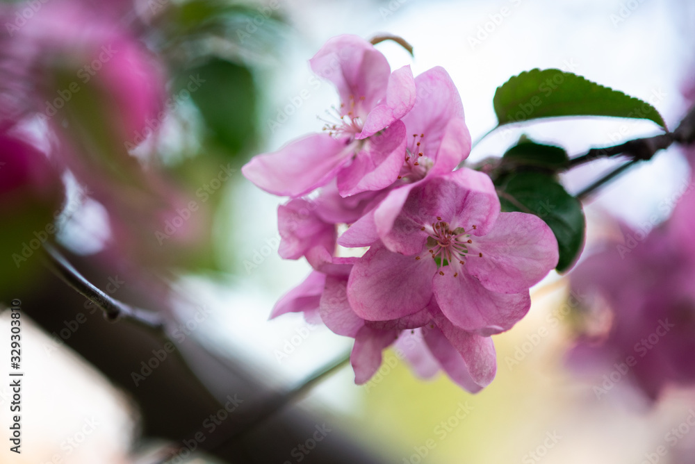 Obraz premium tender pink flowers on the twig, spring has come