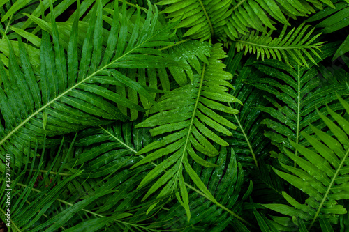 abstract green fern leaf texture and water drop  dark blue tone nature background  tropical leaf