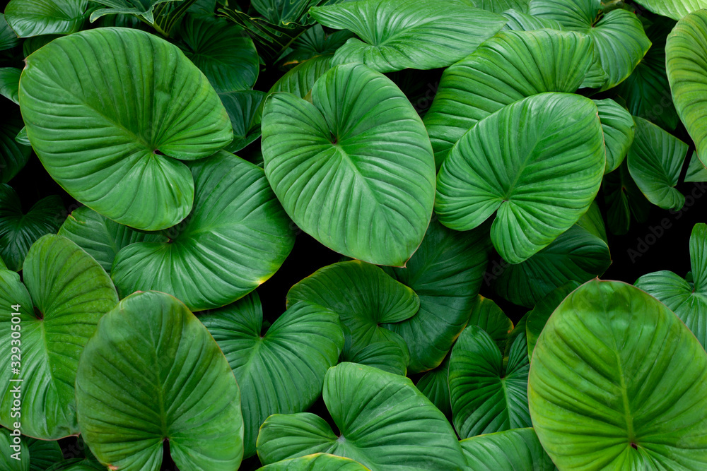 closeup nature view of green leaf texture, dark wallpaper concept, nature background, tropical leaf closeup nature view of green leaf texture, dark wallpaper concept, nature background, tropical leaf