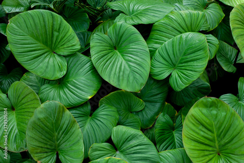 Wallpaper Mural closeup nature view of green leaf texture, dark wallpaper concept, nature background, tropical leaf Torontodigital.ca