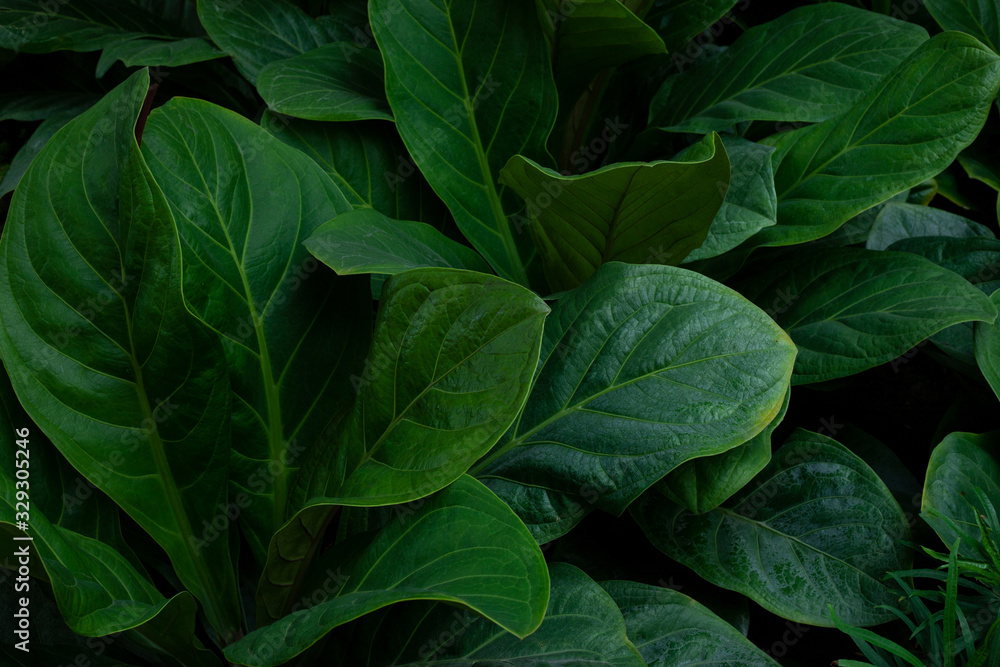Fototapeta premium closeup nature view of green leaf texture, dark wallpaper concept, nature background, tropical leaf