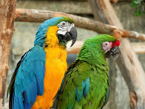 Two macaw parrots are sitting nearby.. © Rbizon