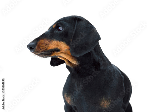 Fototapeta Naklejka Na Ścianę i Meble -  Black and tan miniature smooth dachshund