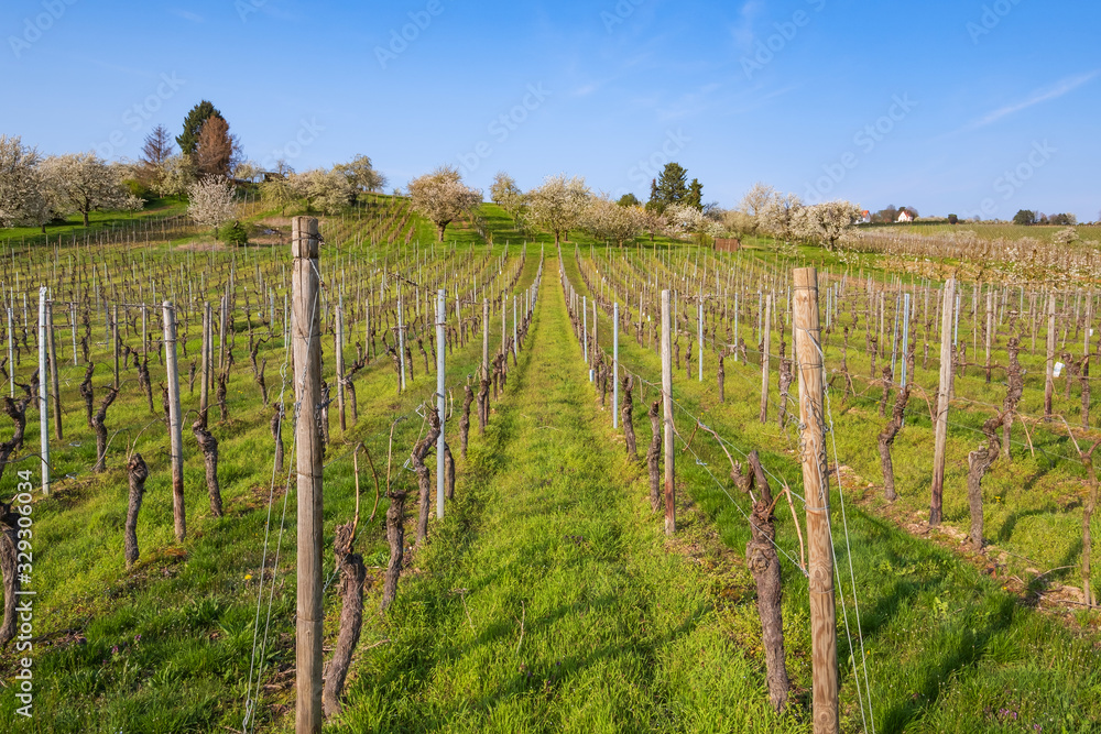 Naklejka premium Weinberg in Wiesbaden-FRauenstein/Deutschland mit blühenden Kirschbäumen im Hintergrund