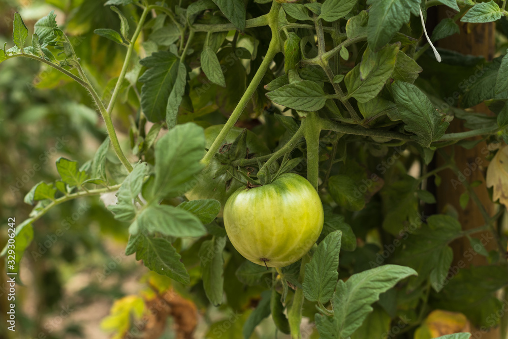 Fototapeta premium Tomate verte en plan rapproché sur pied du jardin bio