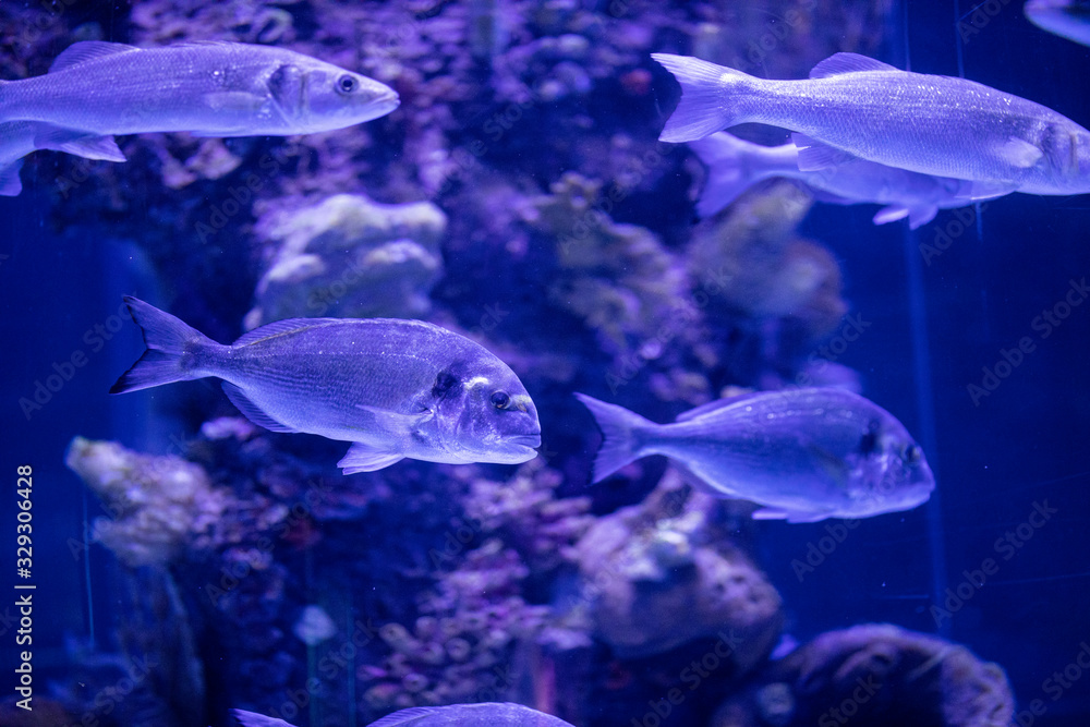 Naklejka premium fishes in a marine aquarium.