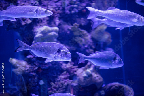 fishes in a marine aquarium.