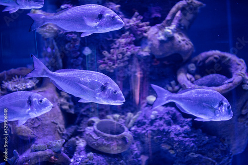 fishes in a marine aquarium.