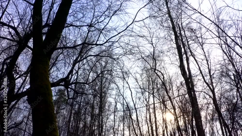 Leafless tree branches in the deciduous forest by early spring. Leafless tree branches in the deciduous forest by early spring.