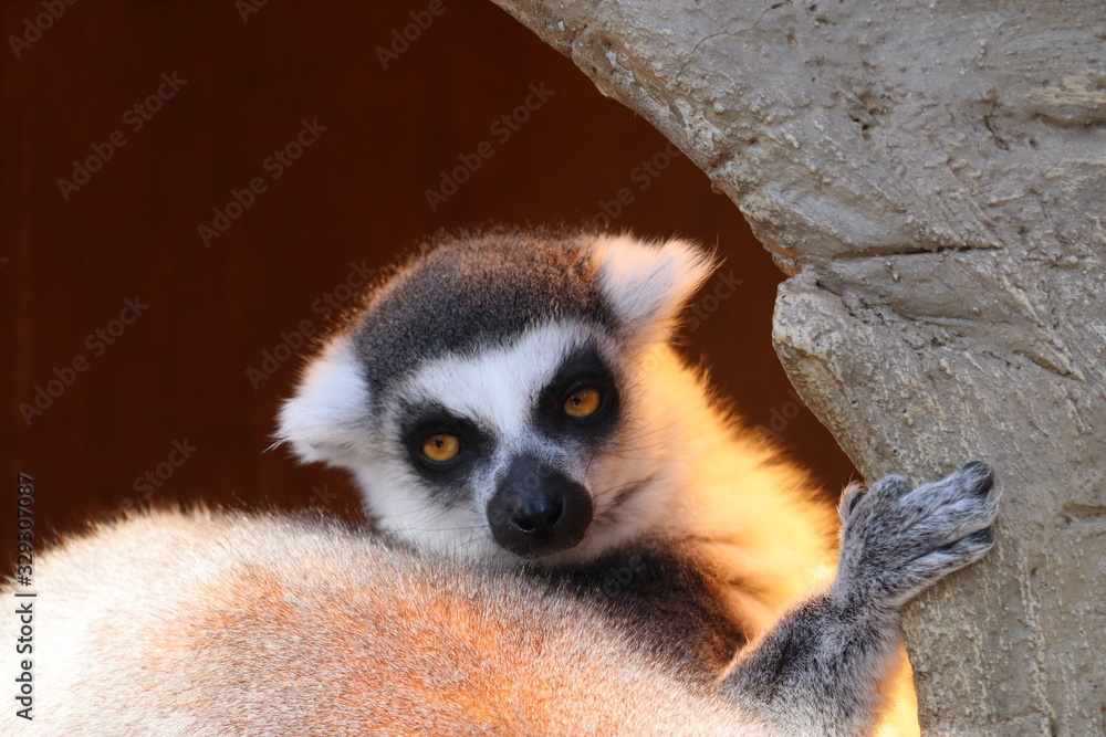 Obraz premium 木の中のワオキツネザル