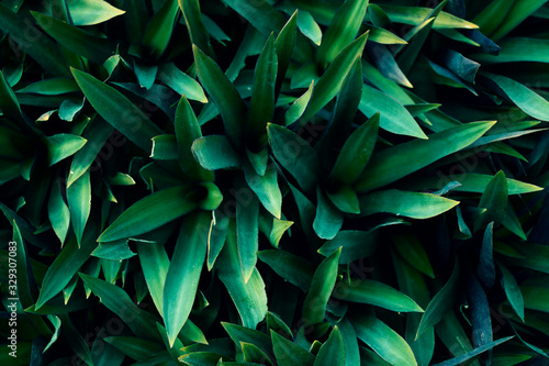 abstract dark green leaf texture, nature background, tropical leaf