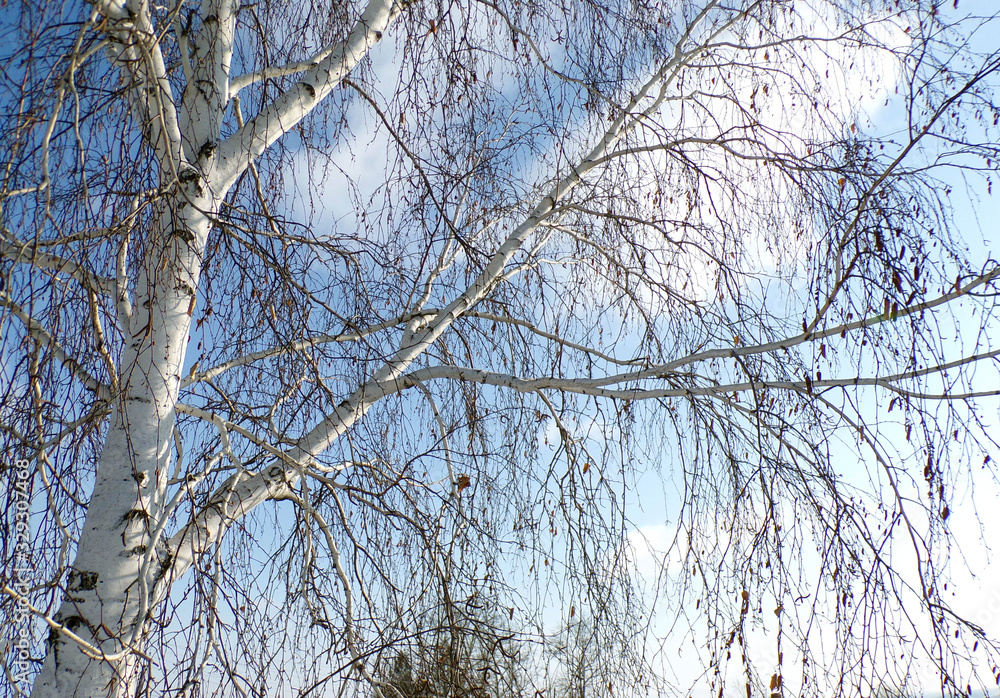 Birch tree. Birch branches. National Russian tree. Russian birch. The background of the birch on blue sky. Branches of a dry tree . nature of Russia. Birch tree. Birch branches. National Russian tree. Russian birch. The background of the birch on blue sky. Branches of a dry tree . nature of Russia.