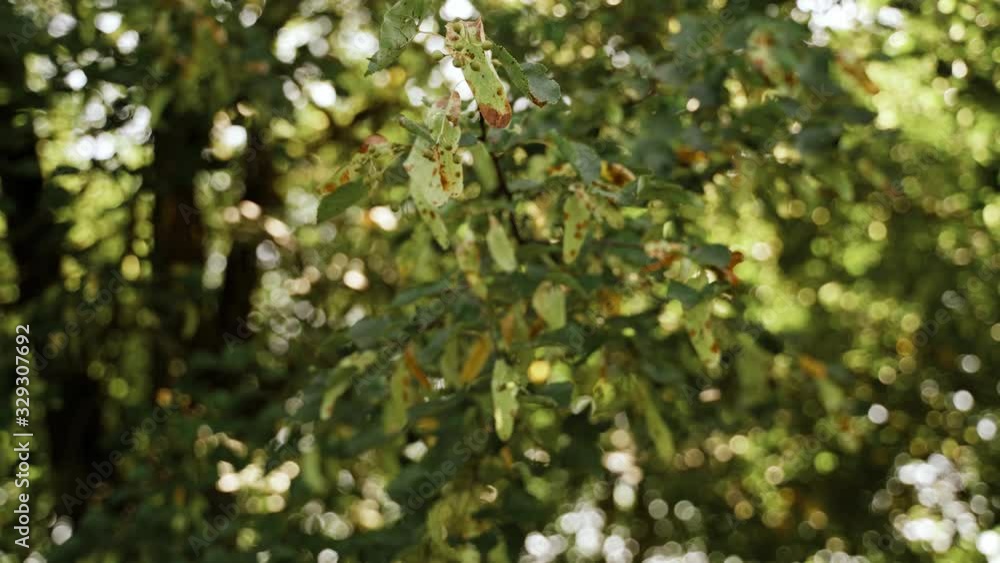 Plants and nature. The green leaves of a linden tree sway in the wind. It can be used as a background. 4K footage. Closeup
