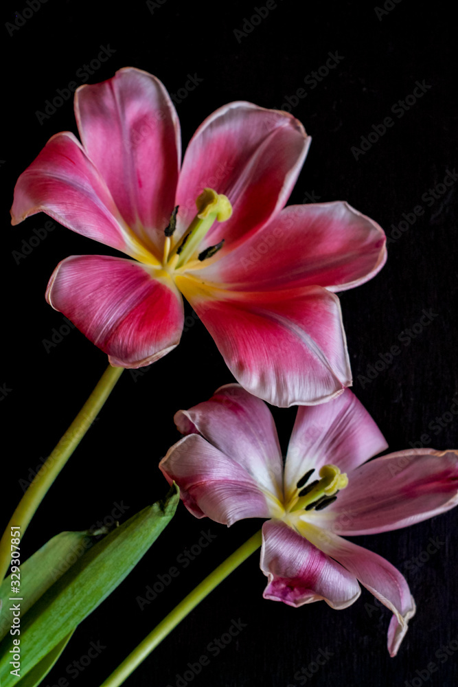 Naklejka premium wilted pink tulips on a black background