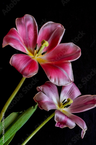  wilted pink tulips on a black background