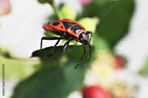 A small red beetle looks down, sitting on a leaf of a bush. Spring. Selective focus