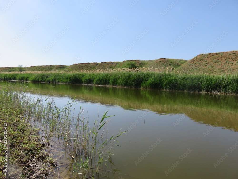 Calm river with young reeds on the Bank