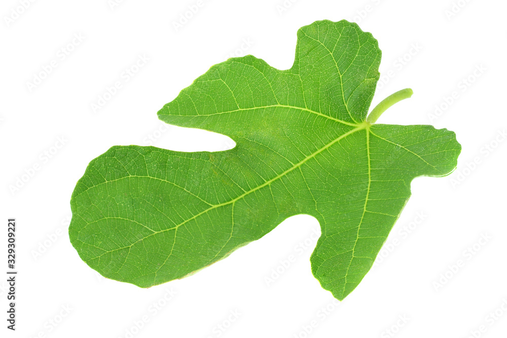 Fig leaf isolated on white background. top view Fig leaf isolated on white background. top view