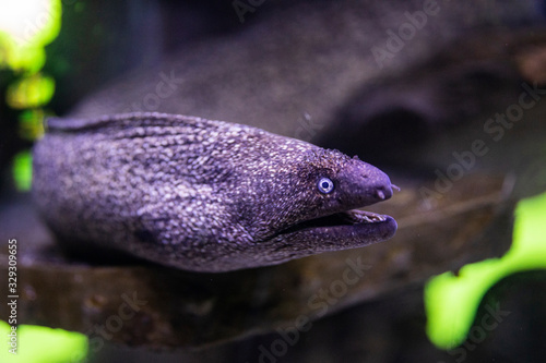 moray eel in a marine aquarium