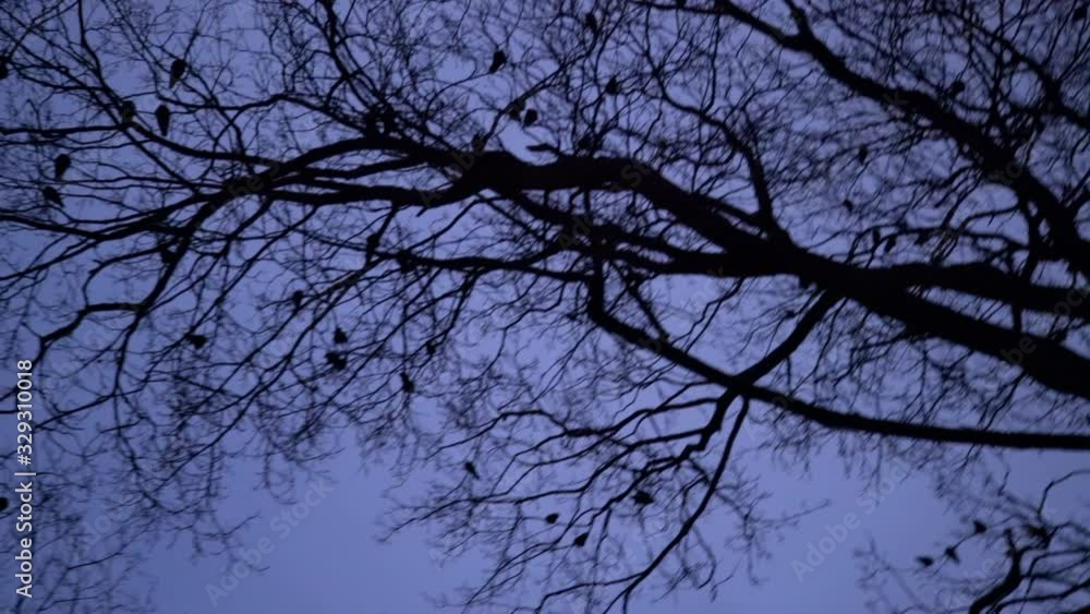 Silhouette of flock of crows in tree at night. Scary black raven nesting on tree tops at blue hour. Bird migration at dusk, Halloween Silhouette of flock of crows in tree at night. Scary black raven nesting on tree tops at blue hour. Bird migration at dusk, Halloween
