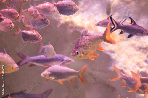 fishes in a marine aquarium.