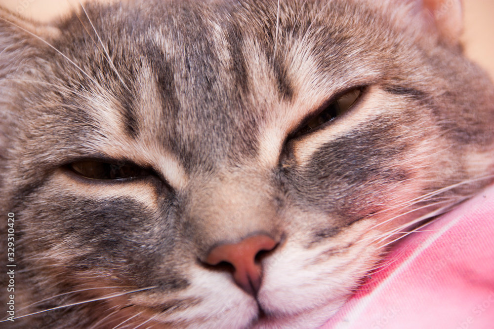 cat cat