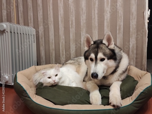 husky and cat on the pillow