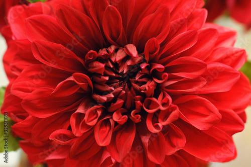 Big red chrysanthemum © Aleksandra