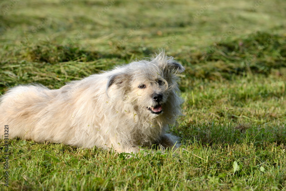 Kurze Pause. Alter flauschiger Hund liegt im Gras Kurze Pause. Alter flauschiger Hund liegt im Gras