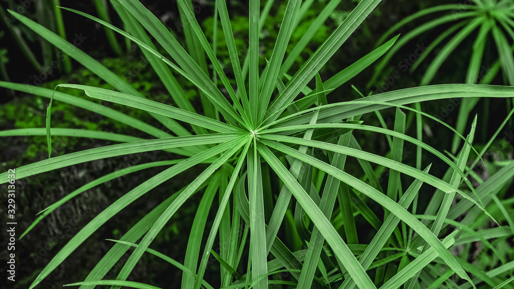 Green grass close-up. Leaves in the rainforest. Green background Green grass close-up. Leaves in the rainforest. Green background