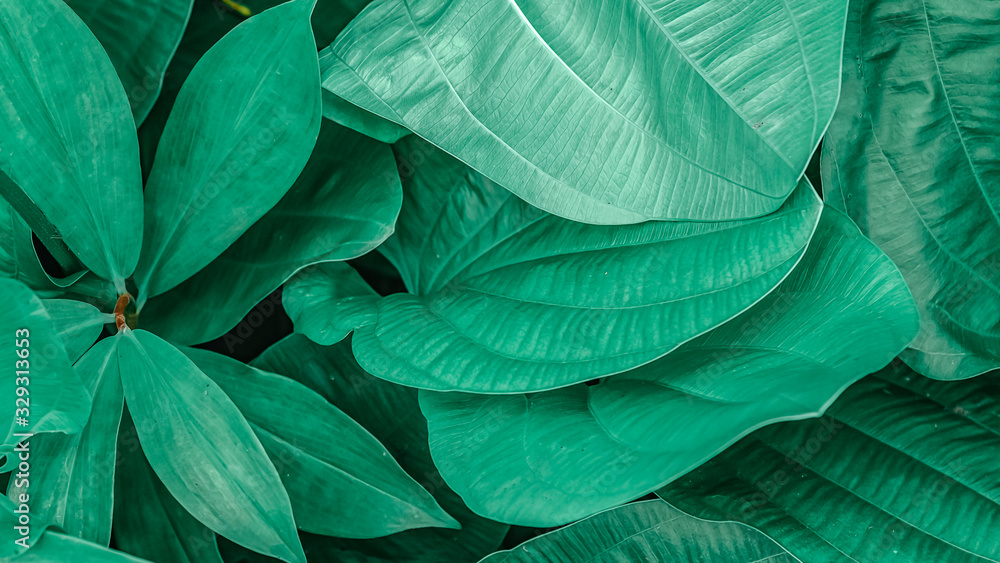 Obraz premium Close-up of fresh green leaves growing in forest. Green background
