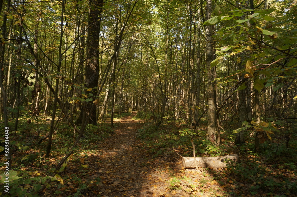 Obraz premium path in the forest