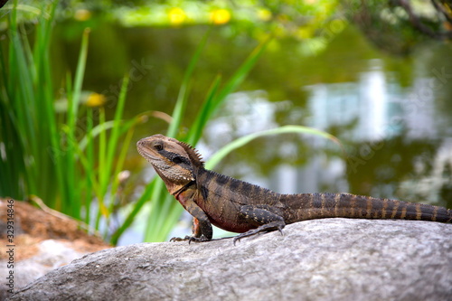 Lizard sitting on a rock in a Sydney NSW Australia Park on a sunny warm summer afternoon © Elias Bitar