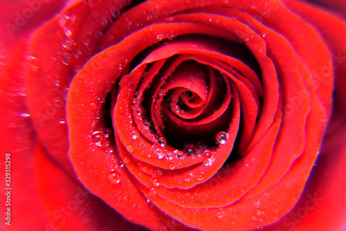 Fototapeta Naklejka Na Ścianę i Meble -  red rose with water drops of dew