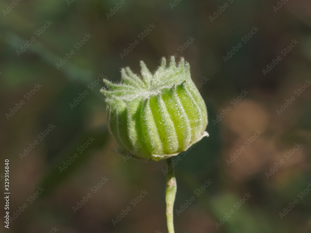 Fototapeta premium Close-up green seed of Indian Mallow, other names include Chinese bell flower and Country mallow (Abutilon indicum (L.) Sweet) the medical plant hang on branch with nature blurred background.