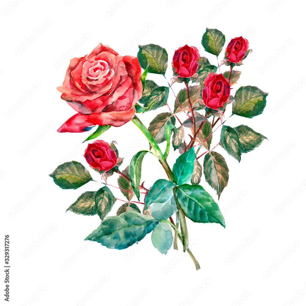 Set of roses isolated on white background. Floral illustration. Set of roses isolated on white background. Floral illustration.