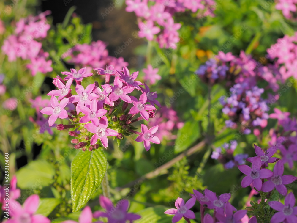 Beautiful pink flower Pentas lanceolata known as Egyptian starcluster flower blossom blooming on branches in garden with green leaves nature blurred background. Beautiful pink flower Pentas lanceolata known as Egyptian starcluster flower blossom blooming on branches in garden with green leaves nature blurred background.