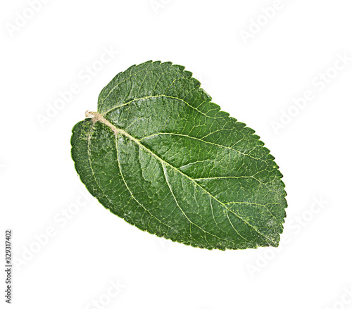 Apple leaf on a white background
